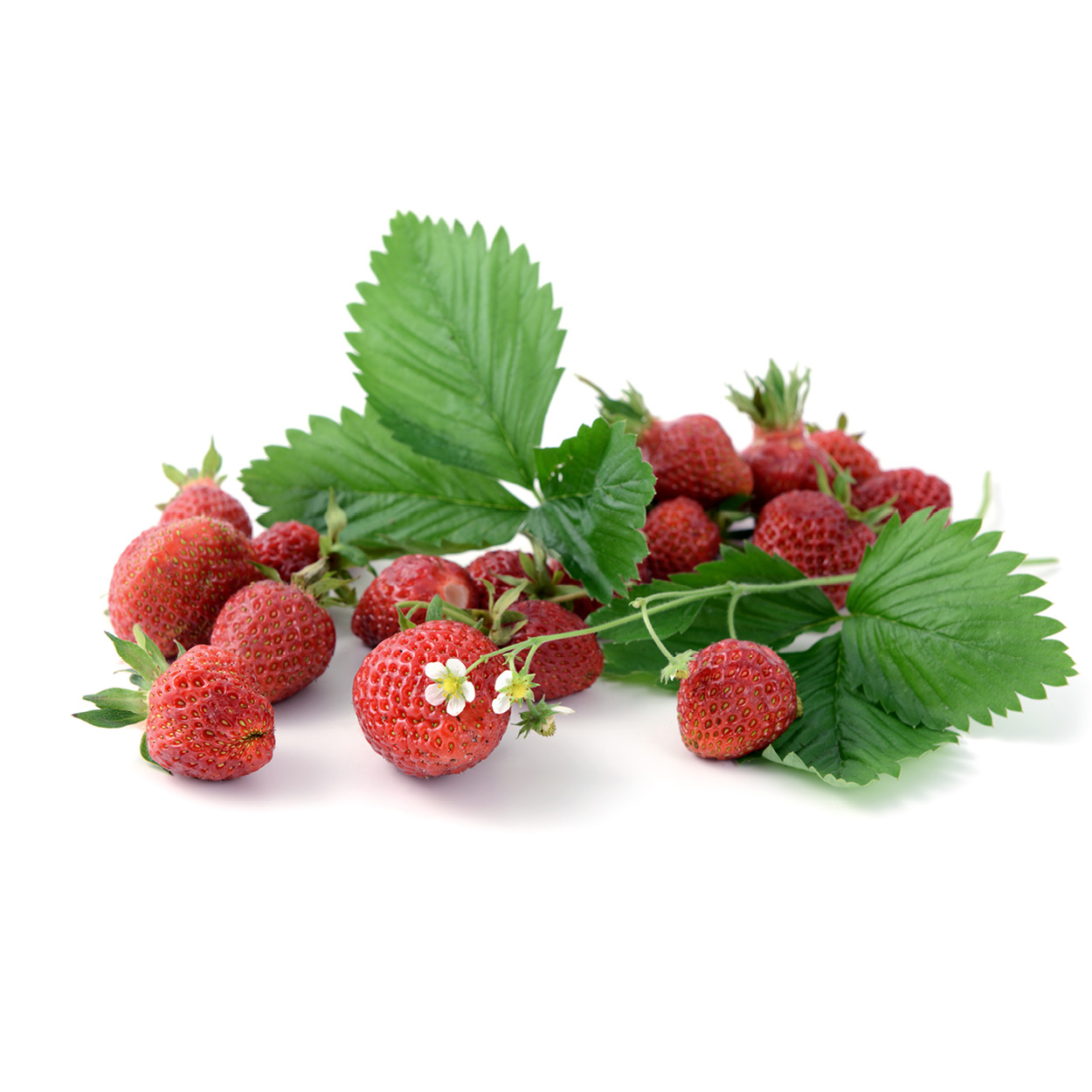 matbilder_600x600_mat13 matbilder_600x600_mat13