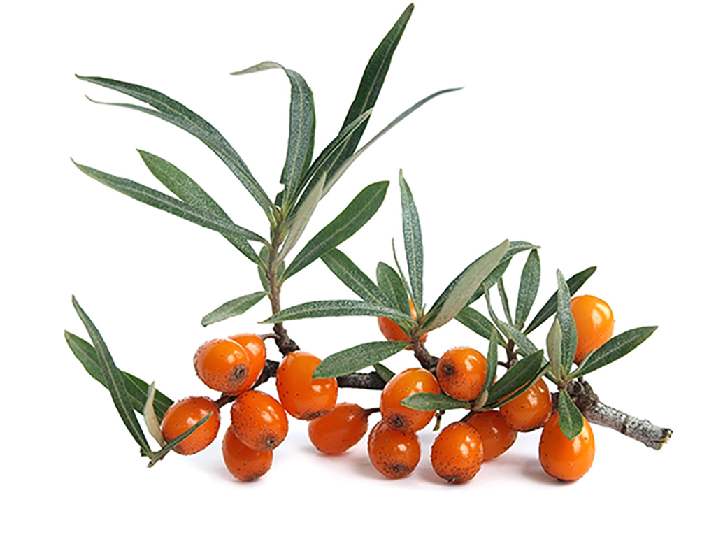 Common sea-buckthorn (Hippophae rhamnoides) Common sea-buckthorn (Hippophae rhamnoides)